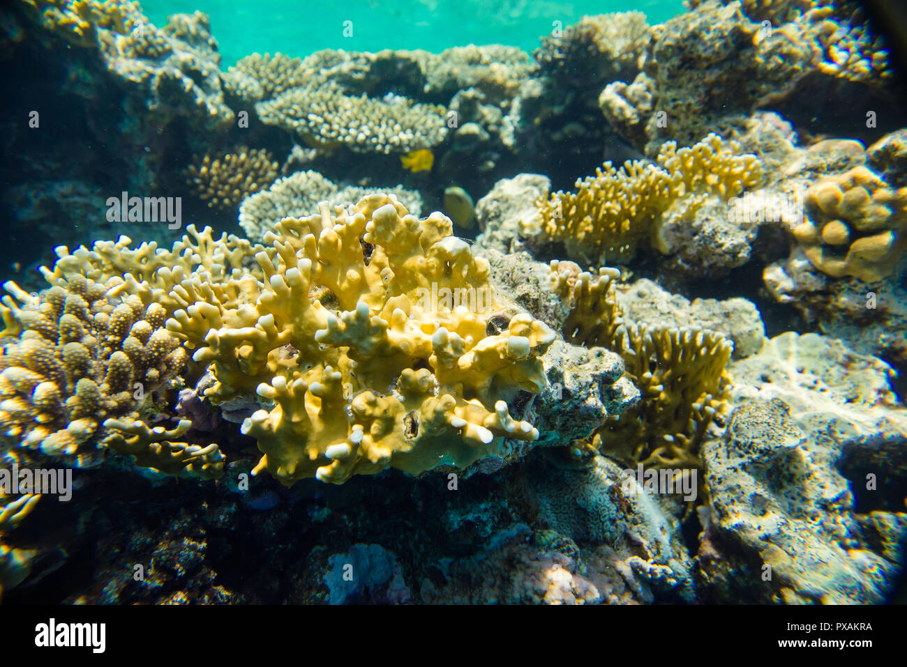 Coral reef del Mar Rosso Foto Stock