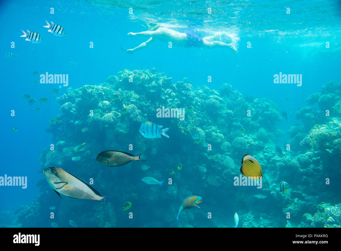 Coral reef del Mar Rosso Foto Stock