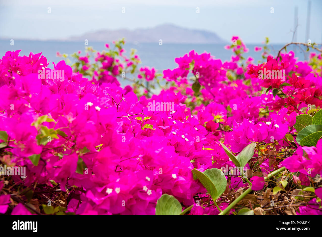 Bellissimi fiori denso Foto Stock