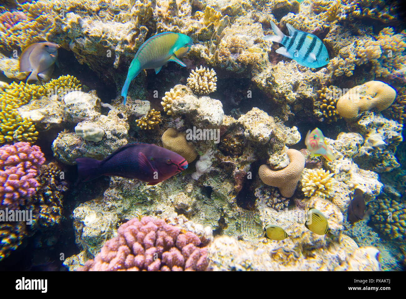 Coral Reef nel Mar Rosso Foto Stock