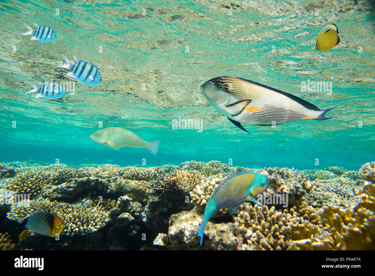 Coral reef del Mar Rosso Foto Stock