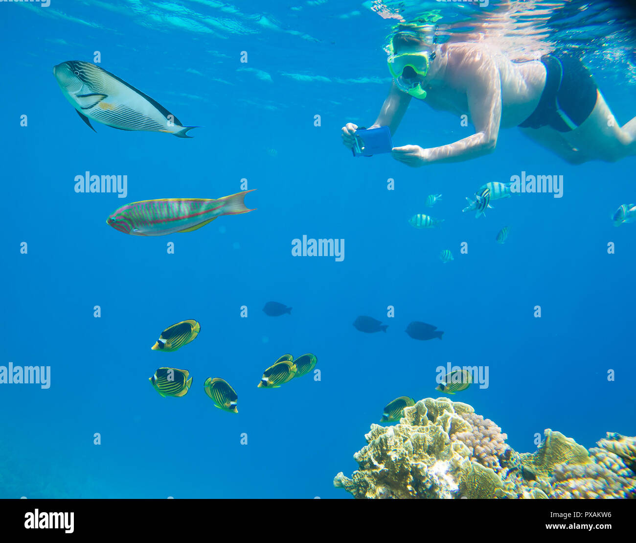 Coral reef del Mar Rosso Foto Stock