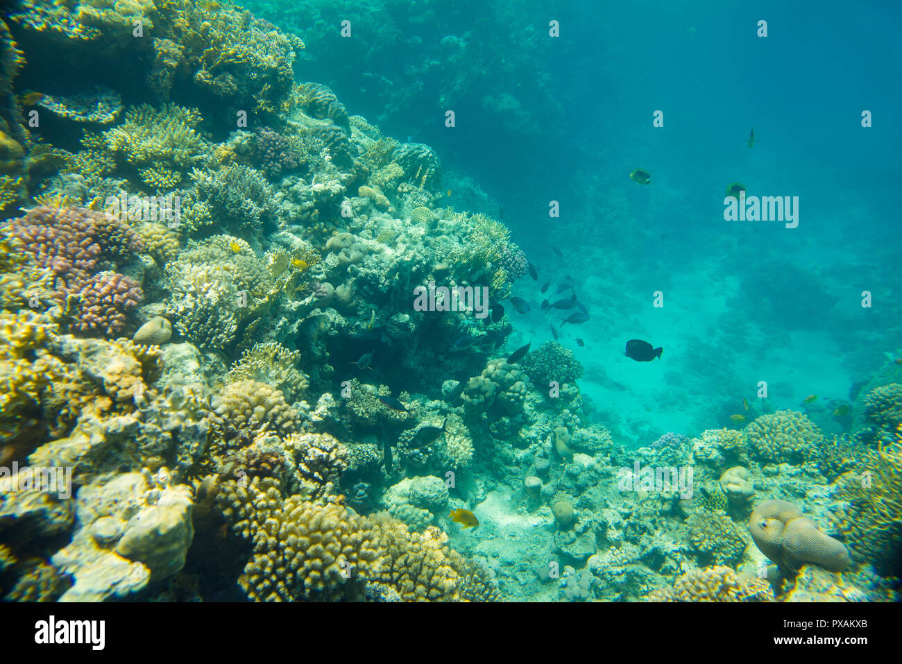Coral Reef nel Mar Rosso Foto Stock