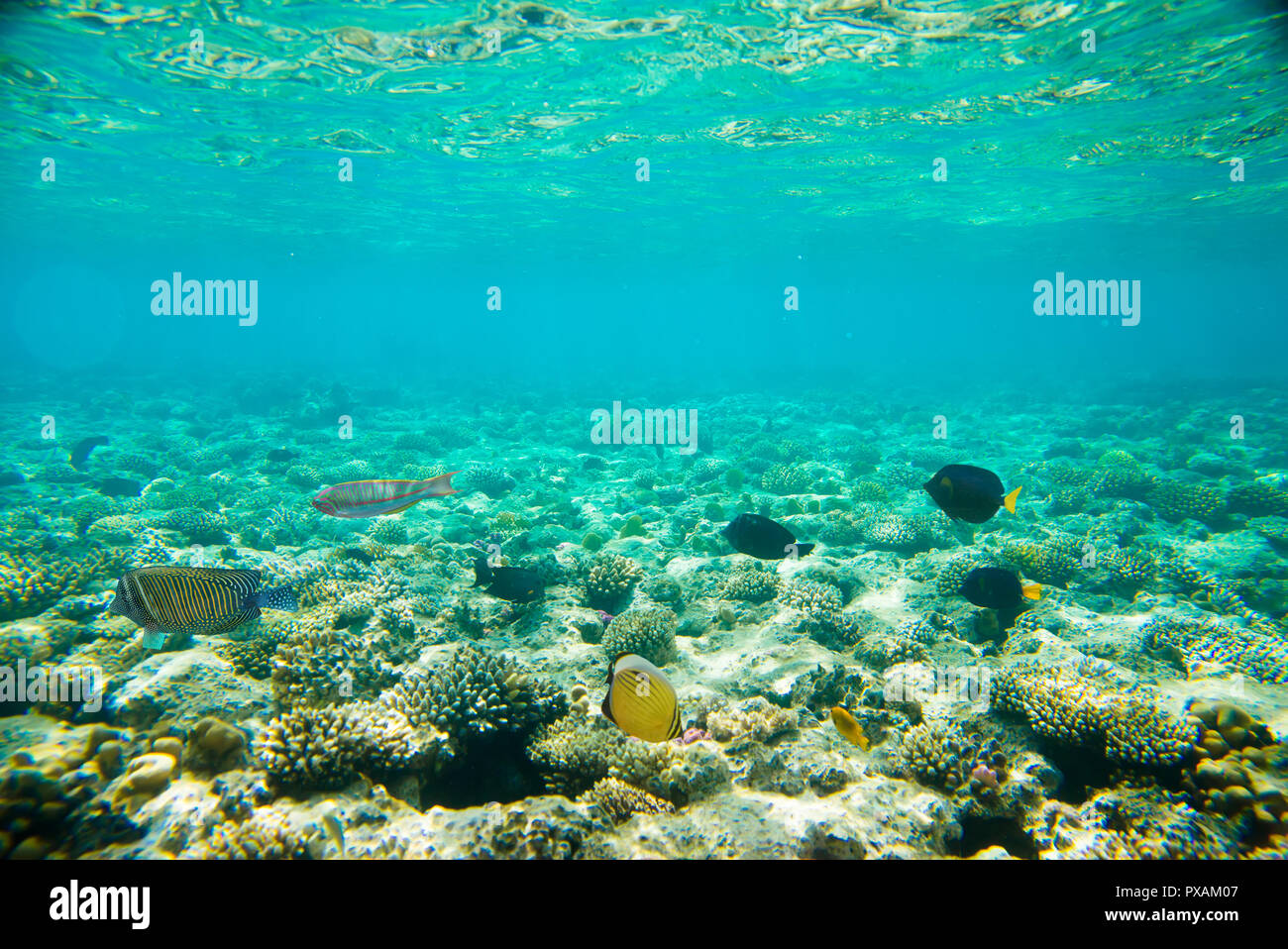 Coral reef del Mar Rosso Foto Stock