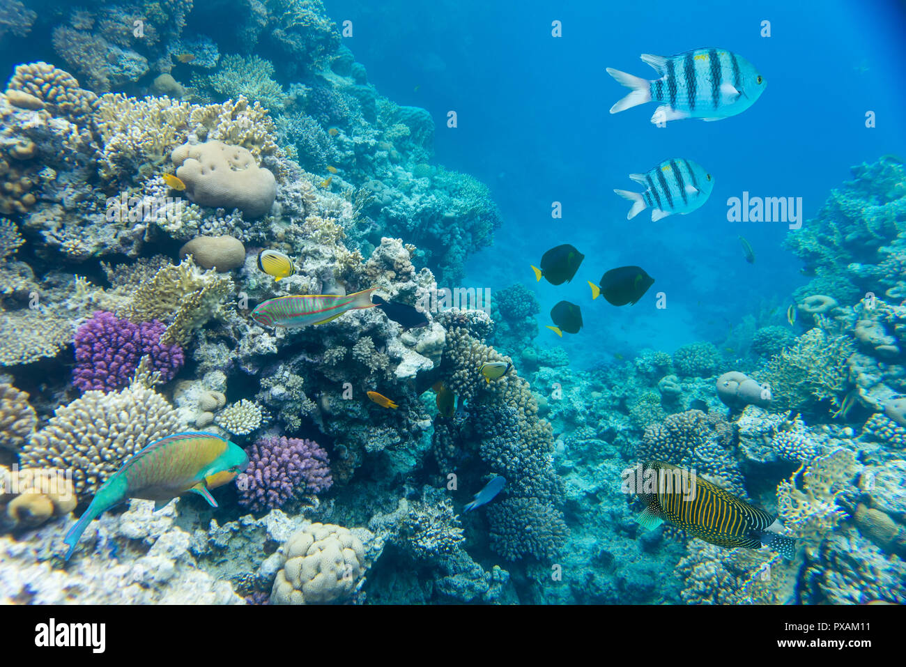 Coral reef del Mar Rosso Foto Stock