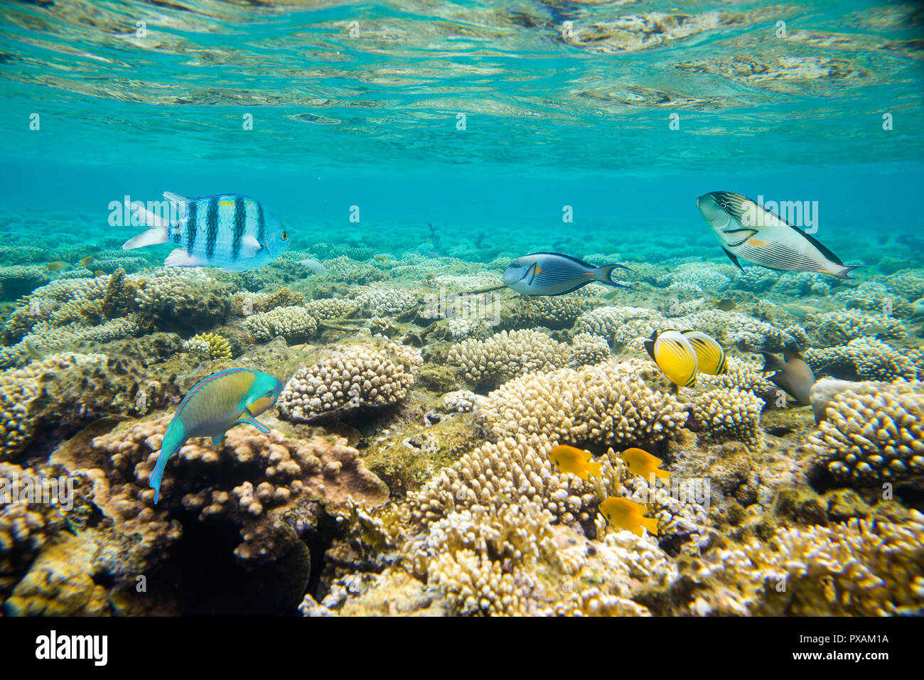Coral reef del Mar Rosso Foto Stock