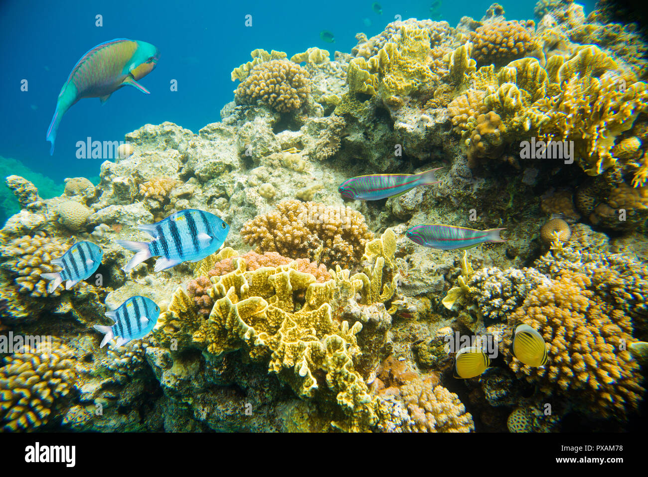 Coral reef del Mar Rosso Foto Stock