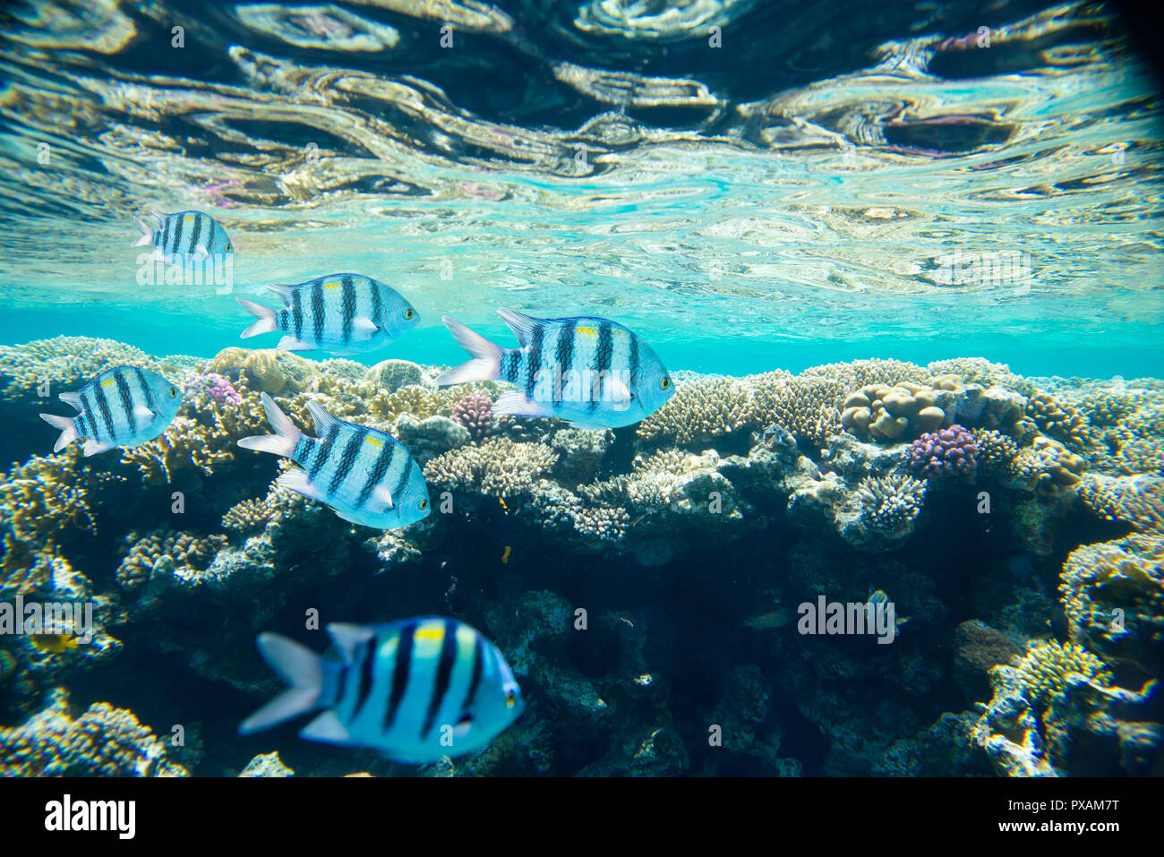 Coral reef del Mar Rosso Foto Stock