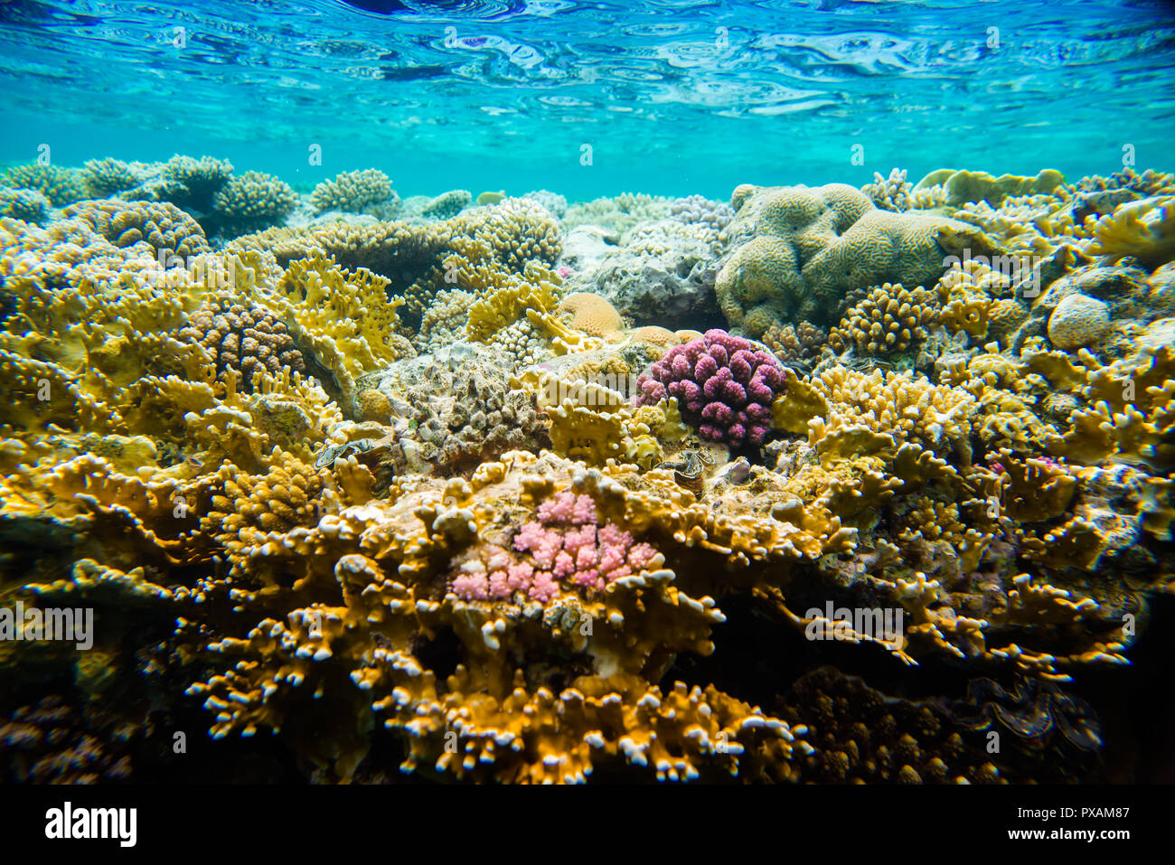 Coral reef del Mar Rosso Foto Stock