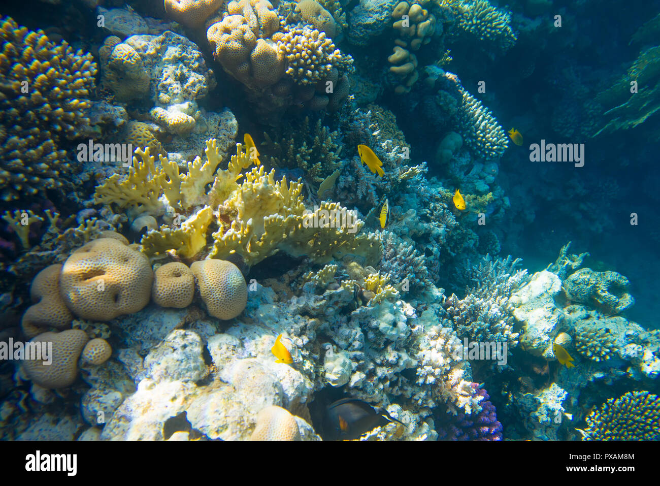 Coral reef del mare Foto Stock