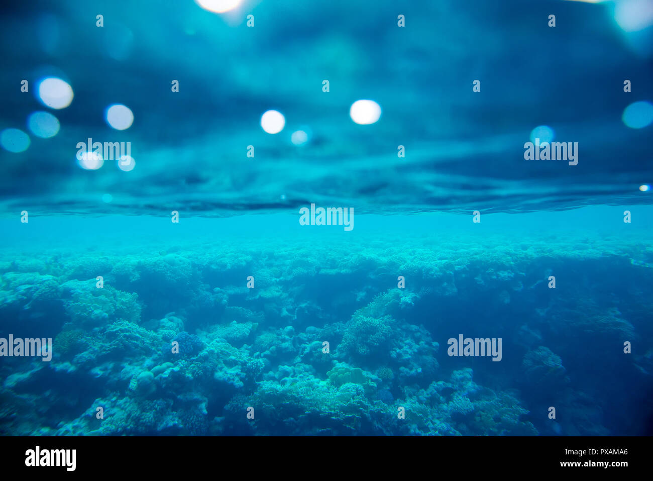 Coral reef del Mar Rosso Foto Stock