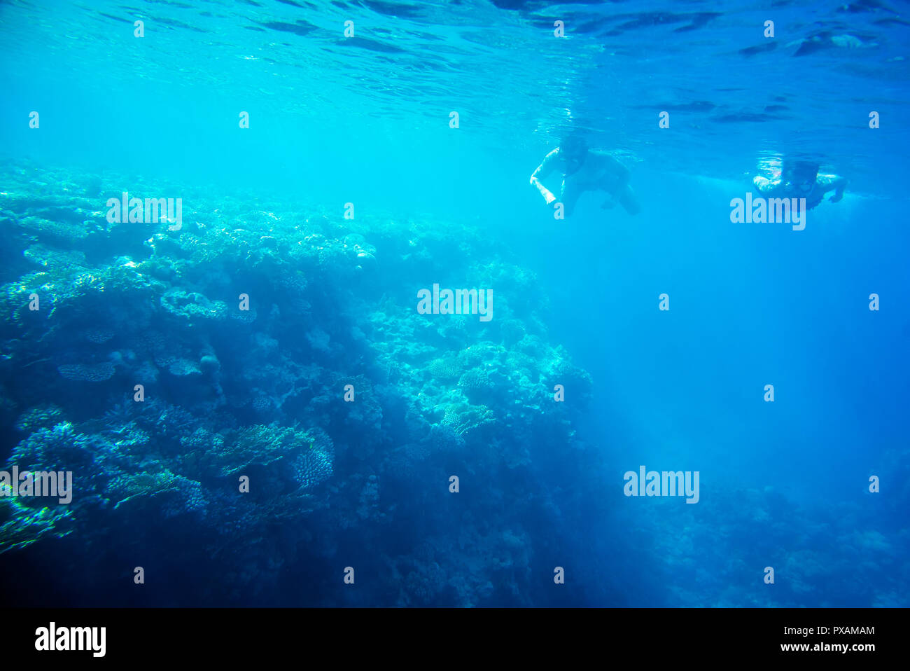Coral reef del mare Foto Stock