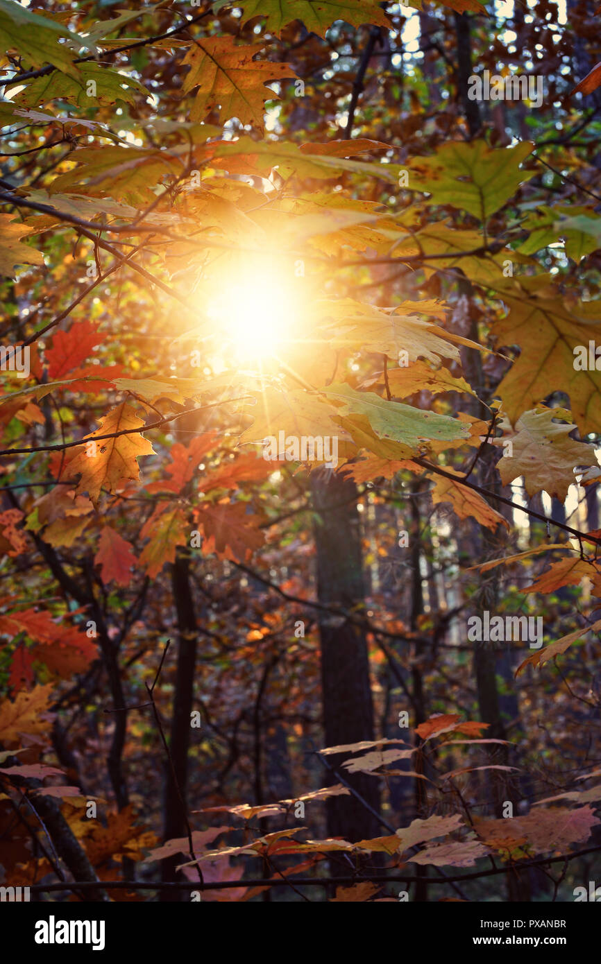 Soleggiato al mattino di autunno nella foresta Foto Stock