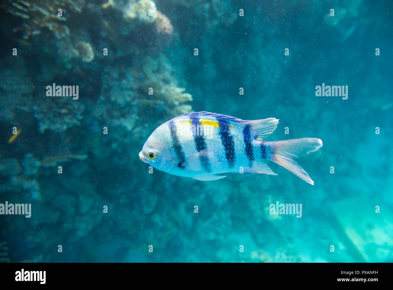 Uno blu a strisce pesci Foto Stock