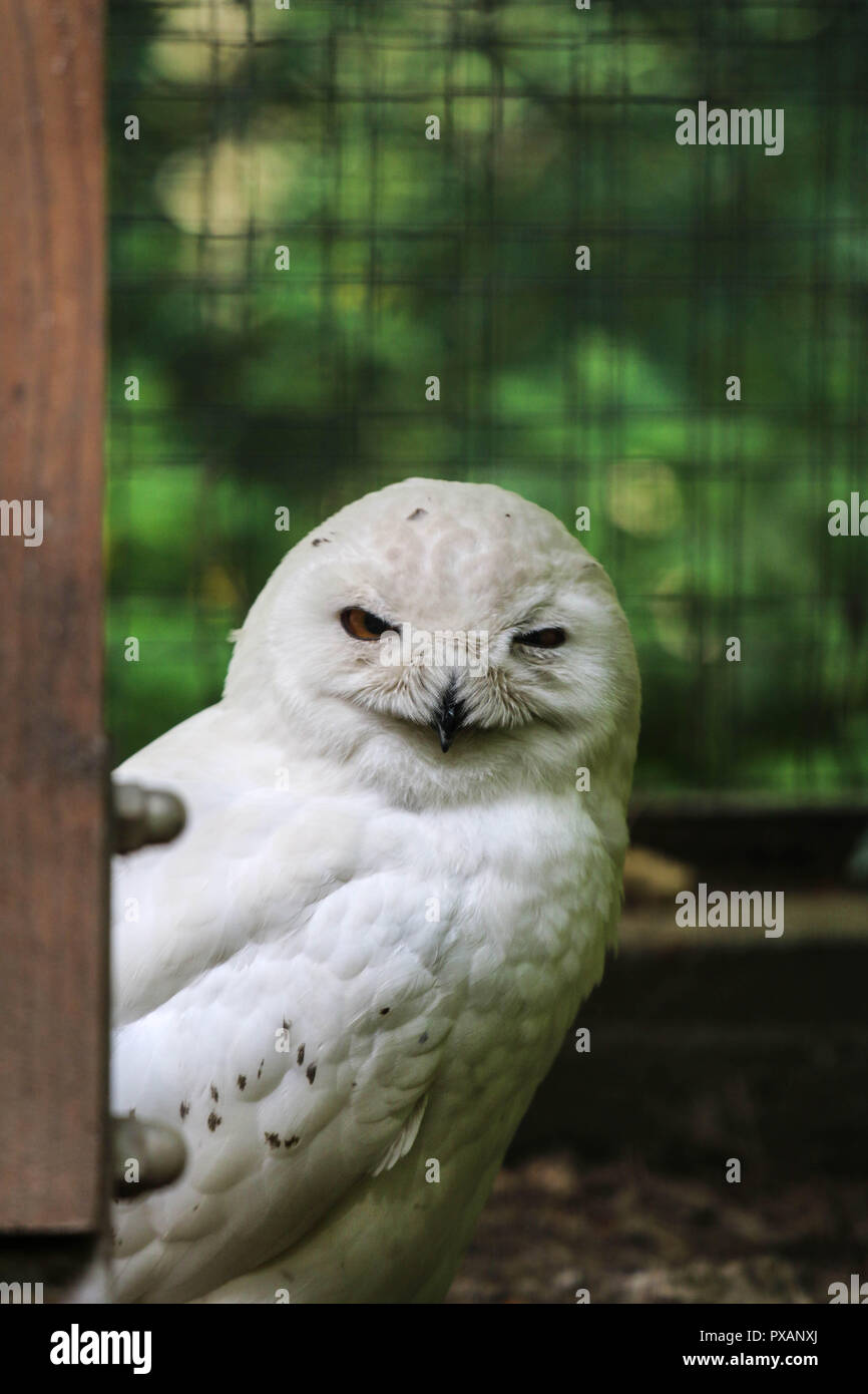 Civetta delle nevi - Bubo scandiacus ascoltando il fotografo presso lo Zoo di Veszprem, Ungheria Foto Stock