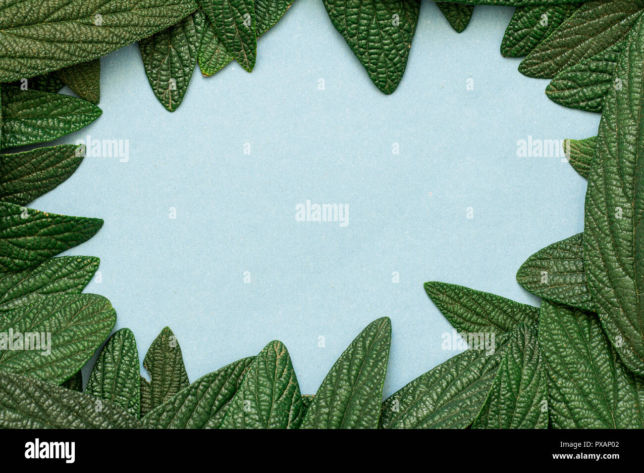 Foglie verdi telaio Foto Stock