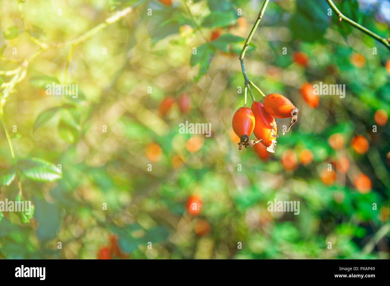 Close-up di rosa canina bacche. La rosa canina frutti (Rosa canina). Wild cinorrodi nella natura Foto Stock