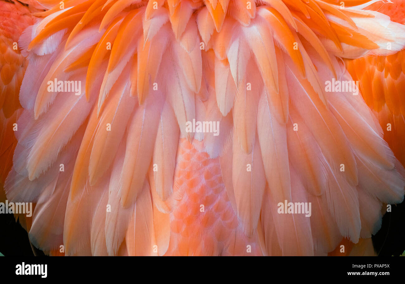 American fenicotteri rosa Phoenicopterus ruber Captive fotografia Foto Stock