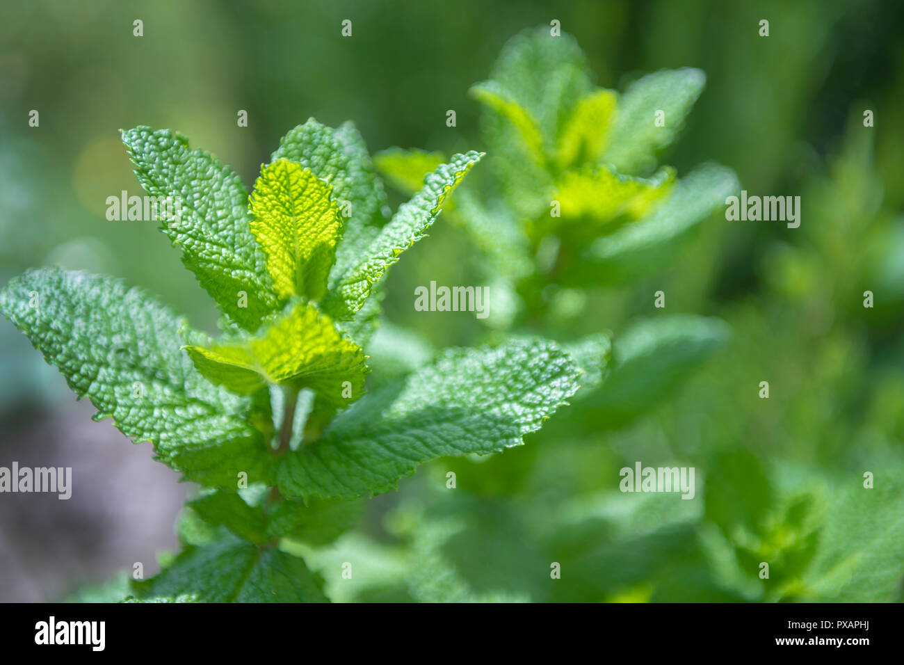 In Spagna la menta è molto comune, tutti coloro che hanno una casa nel campo scrofe questo piani Foto Stock