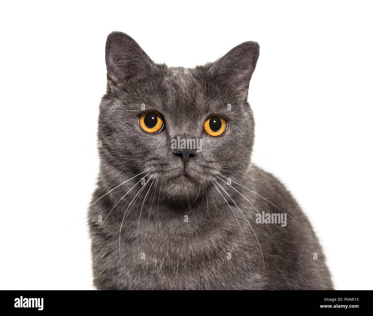 British Shorthair, 4 anni, di fronte a uno sfondo bianco Foto Stock