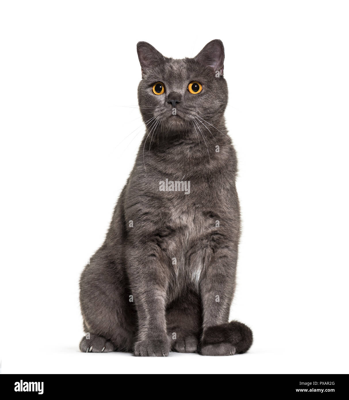 British Shorthair, 4 anni, di fronte a uno sfondo bianco Foto Stock