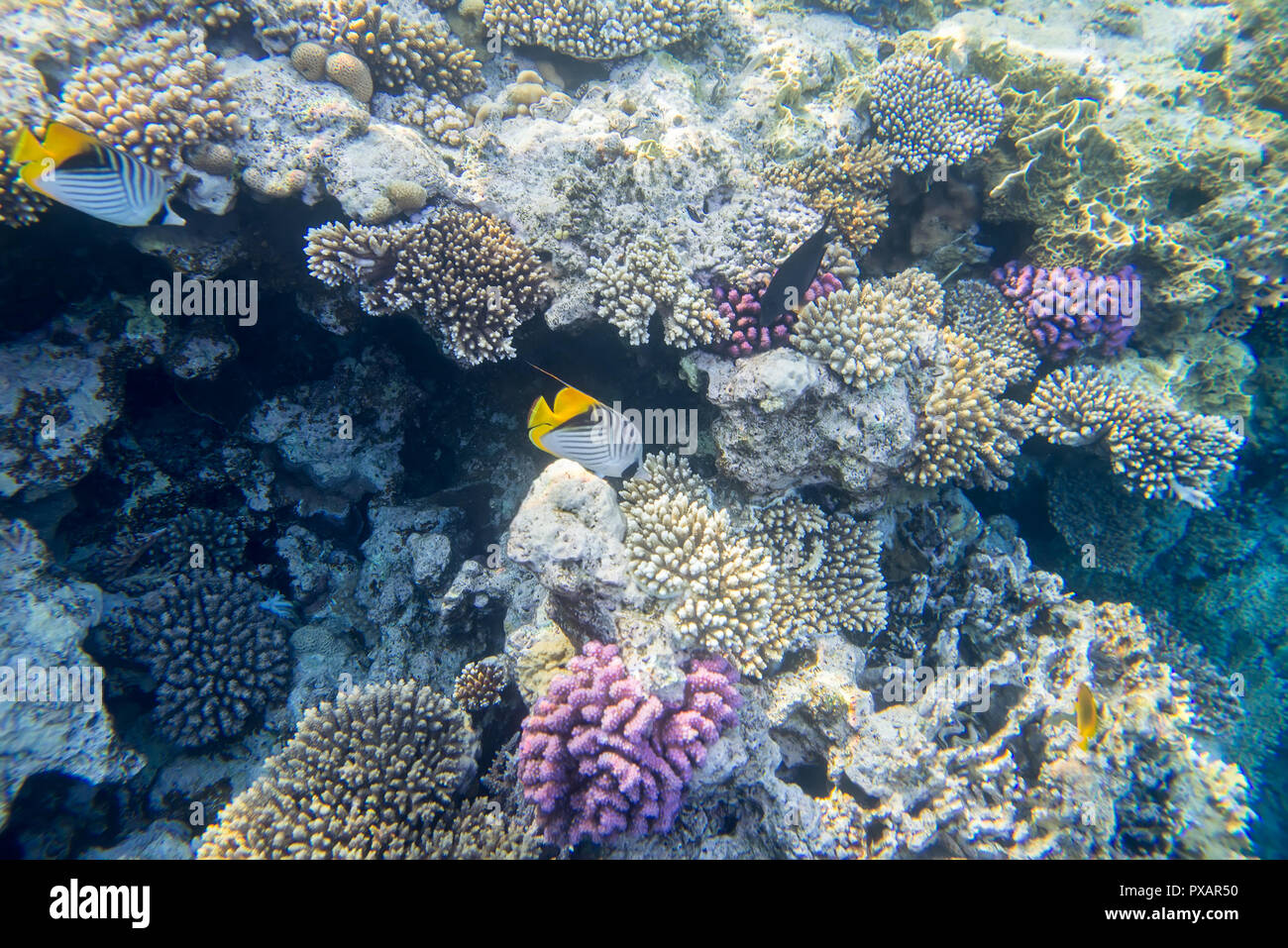 Pesci e coralli underwater Foto Stock