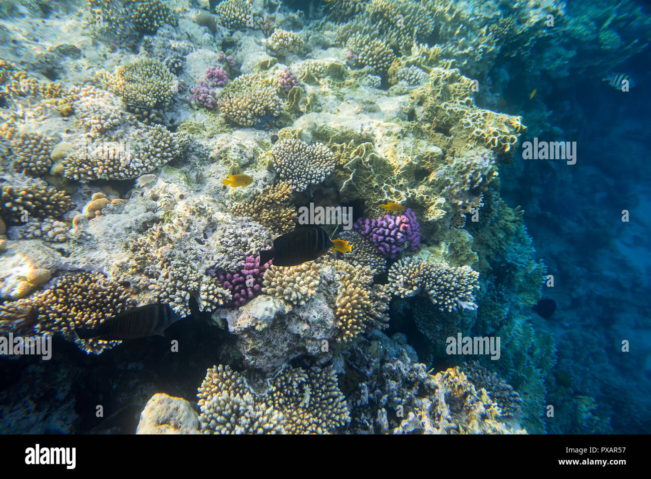 Pesci e coralli underwater Foto Stock