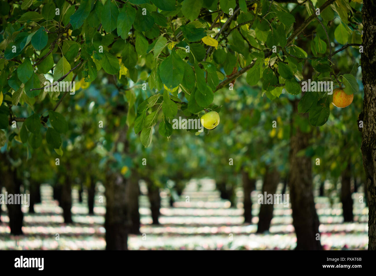 Il sidro di mele Apple Orchard mattina presto con sole e ombra patterning Foto Stock