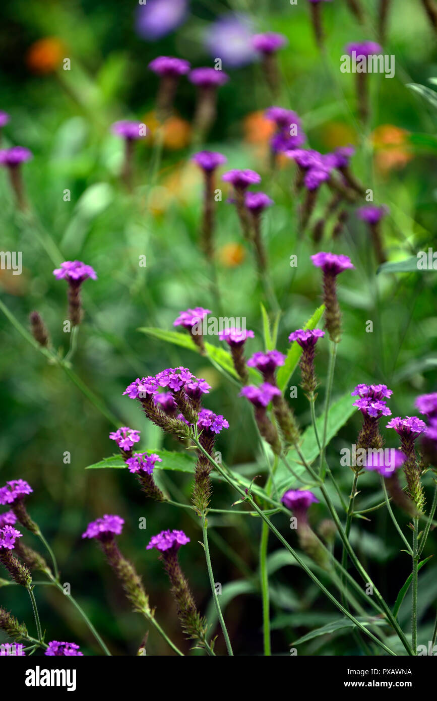 La verbena venosa, verbena rigida, viola,fiore,fiori,fioritura,l'estate,perenne ,RM Floral Foto Stock
