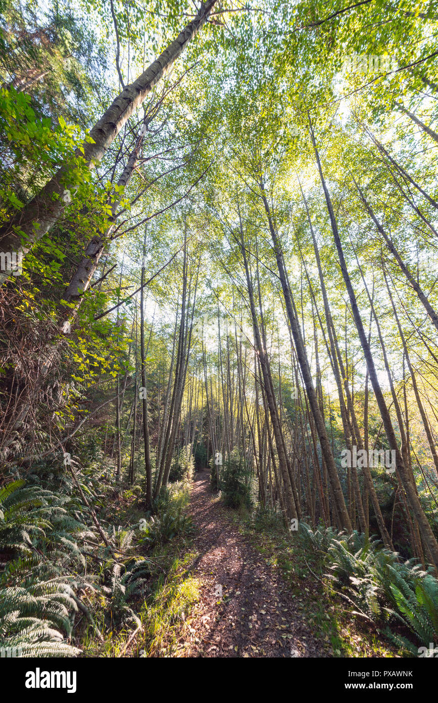 La bellissima isola di Bowen in Salish mare di Howe Sound, della Columbia britannica in Canada e a Vancouver. Arte fotografia per casa e ufficio arredamento. Foto Stock