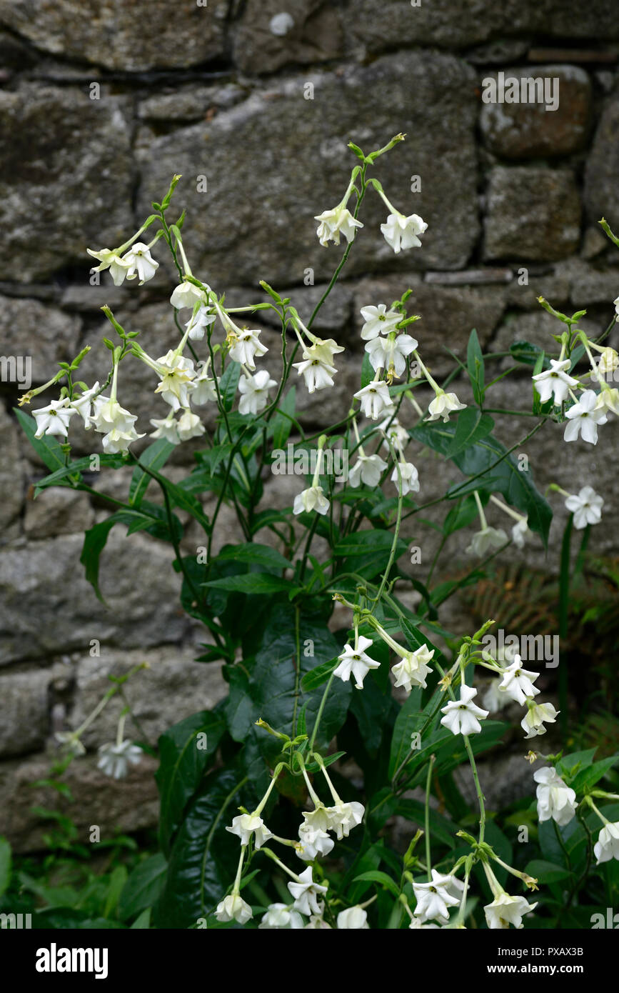 Nicotiana x sanderae Piante fragranti Cloud,bianco,fiore,fiori,profumo,profumato,,annuale annuari,RM floral Foto Stock