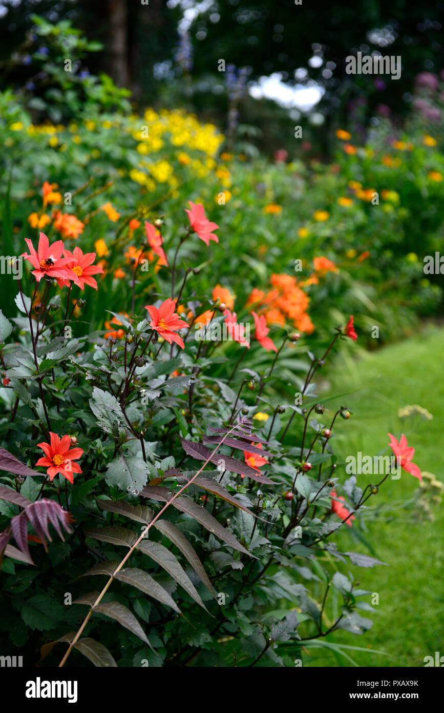 Dahlia,Orange,l'unico,fiore,,fiori,dalie,RM Floral Foto Stock