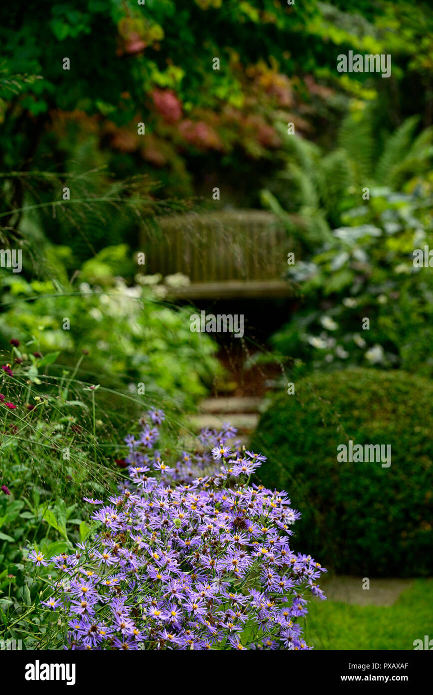 Aster x frikartii Mönch,aestri,viola,blu,fiore,fiori,autunno,caduta,giardino,giardino,RM Floral Foto Stock