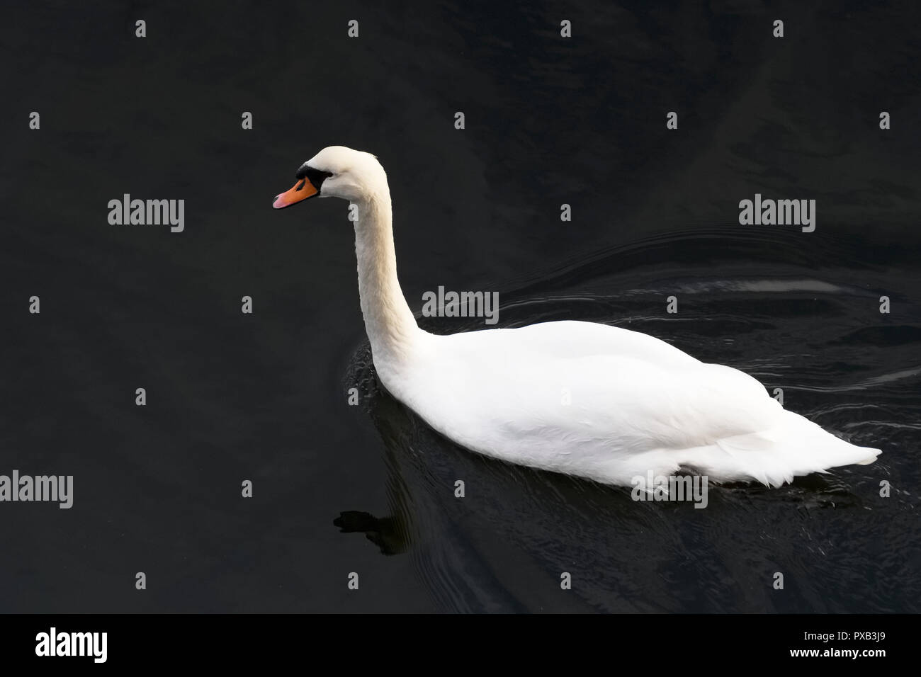 Cigno bianco luminoso con piume nuotare nel mare Nero acqua Foto Stock