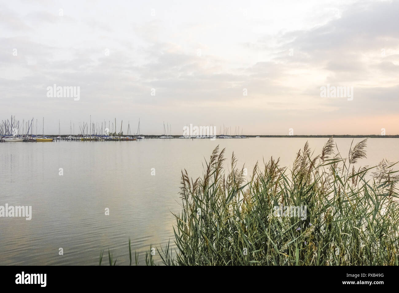 Autunno in azienda vitivinicola borgo di Jois a lago Neusiedler See, Burgenland, Austria, Jois Foto Stock