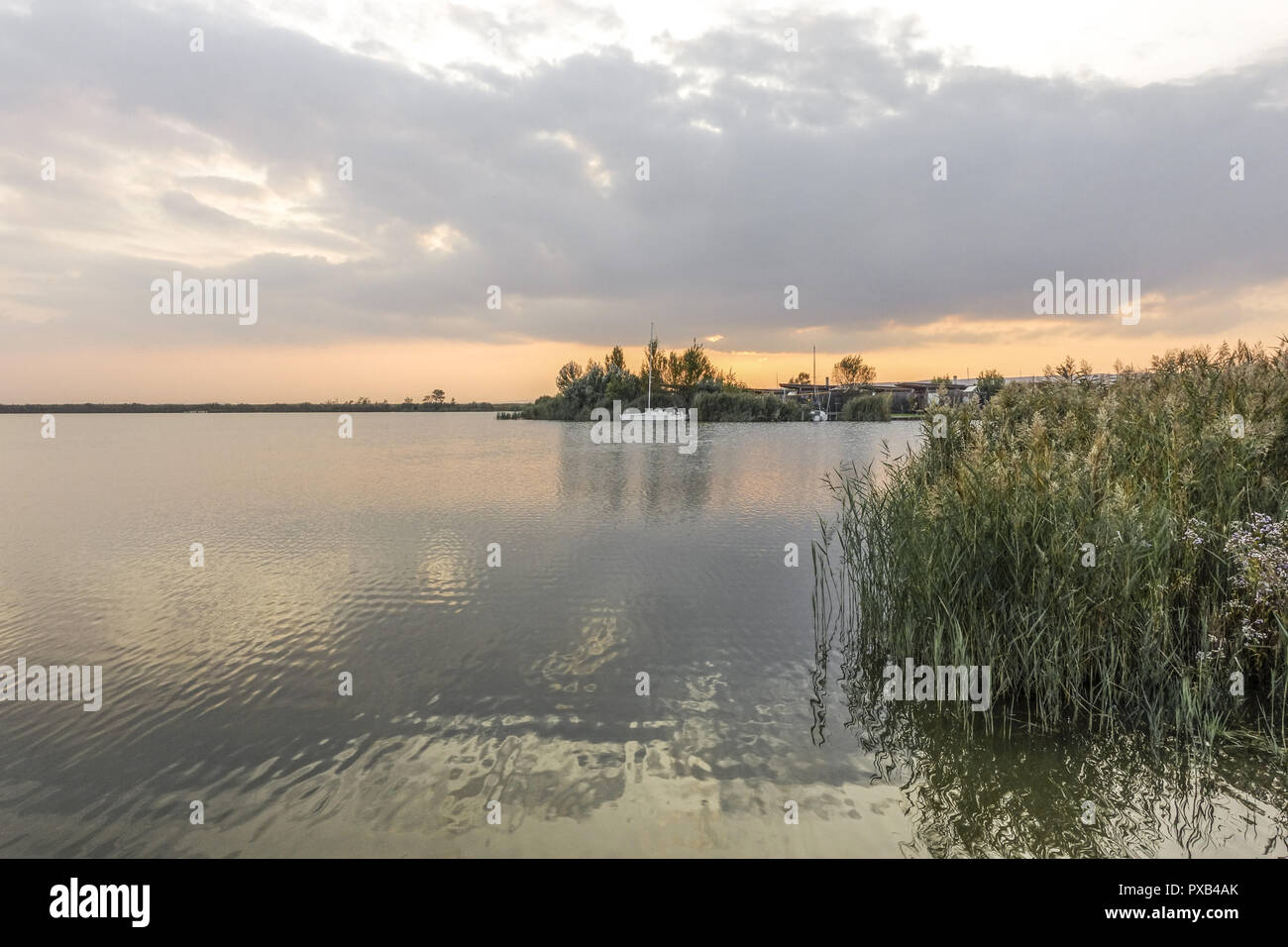 Autunno in azienda vitivinicola borgo di Jois a lago Neusiedler See, Burgenland, Austria, Jois Foto Stock