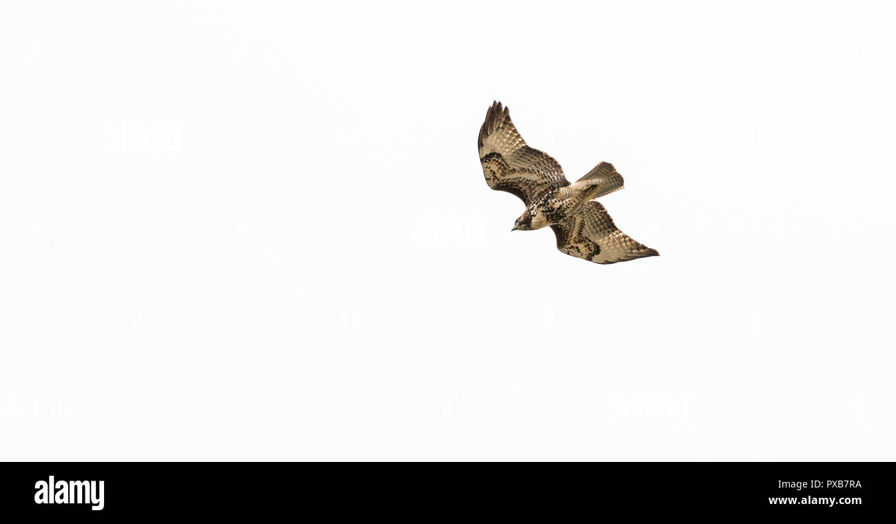 Red tailed Hawk in un tuffo Foto Stock