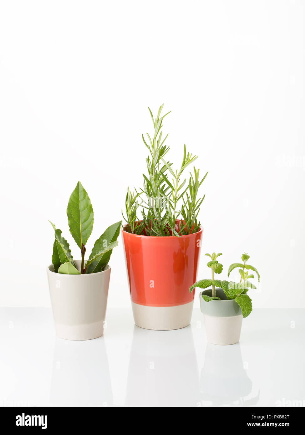 Erbe aromatiche fresche per la cottura, medicinali o per usi decorativi Foto Stock