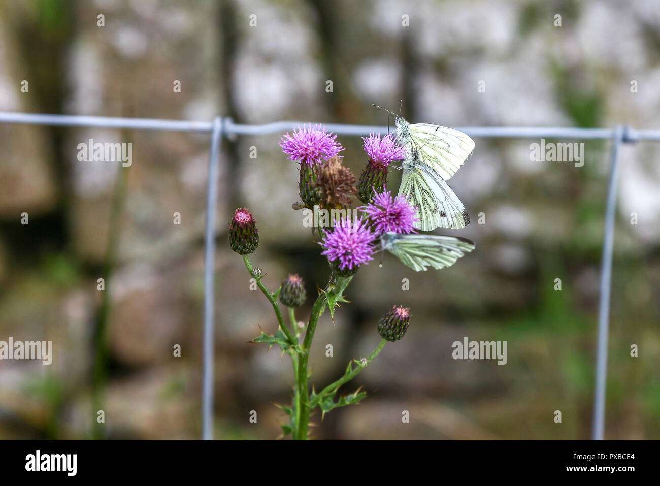 Tre farfalle bianche a venature verdi (Pieris napi) su un comune Thistle (Cirsium vulgare), Derbyshire, Inghilterra, Regno Unito Foto Stock