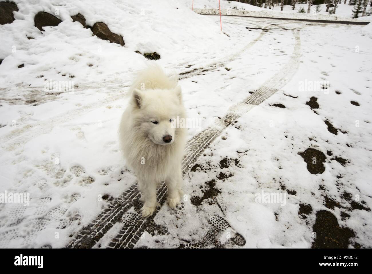 Cane bianco su una strada innevata, auto le vie e le orme, deadpan foto Foto Stock