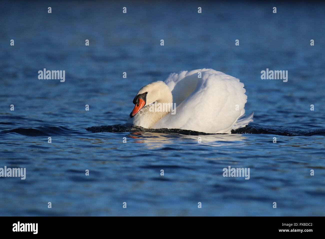 Un cigno Cygnus olor nuoto su un lago blu in un atteggiamento minaccioso. Foto Stock