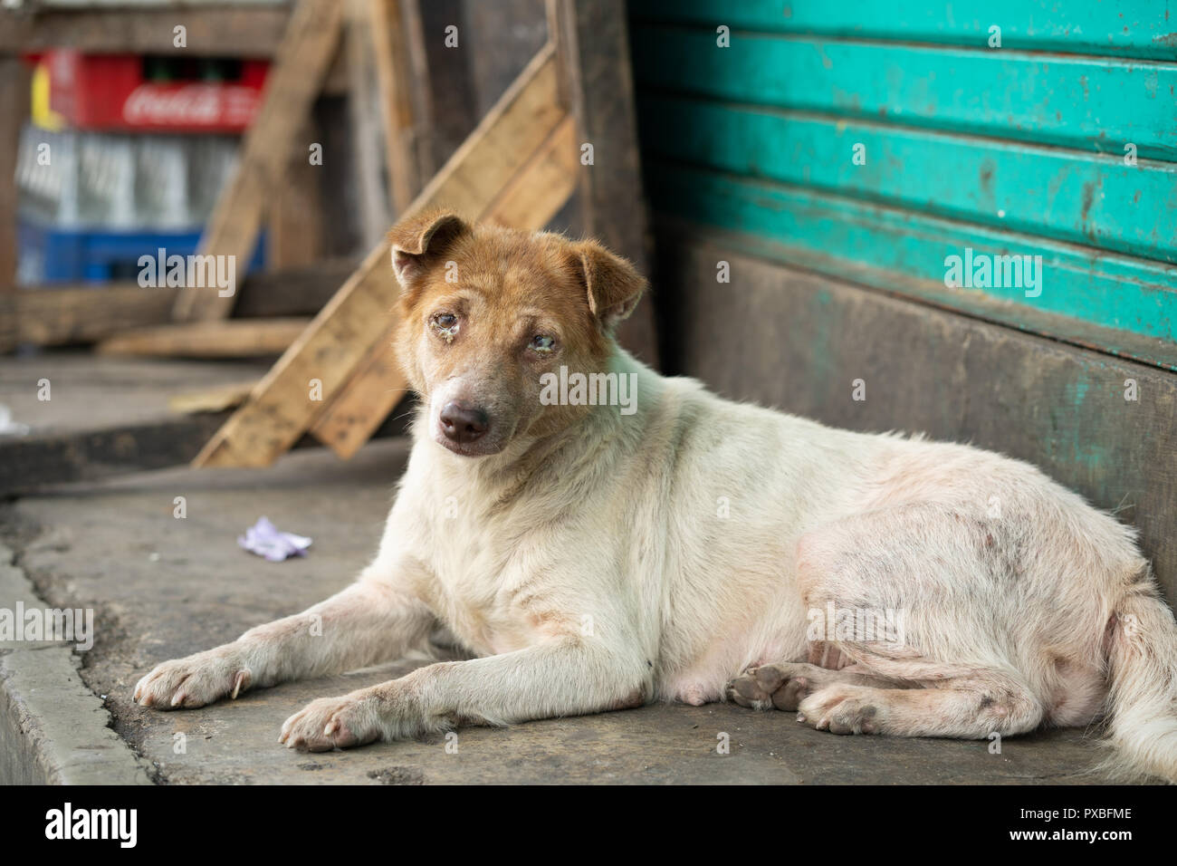 Una strada cane mostra segni di un'infezione di occhio in entrambi gli occhi. Foto Stock