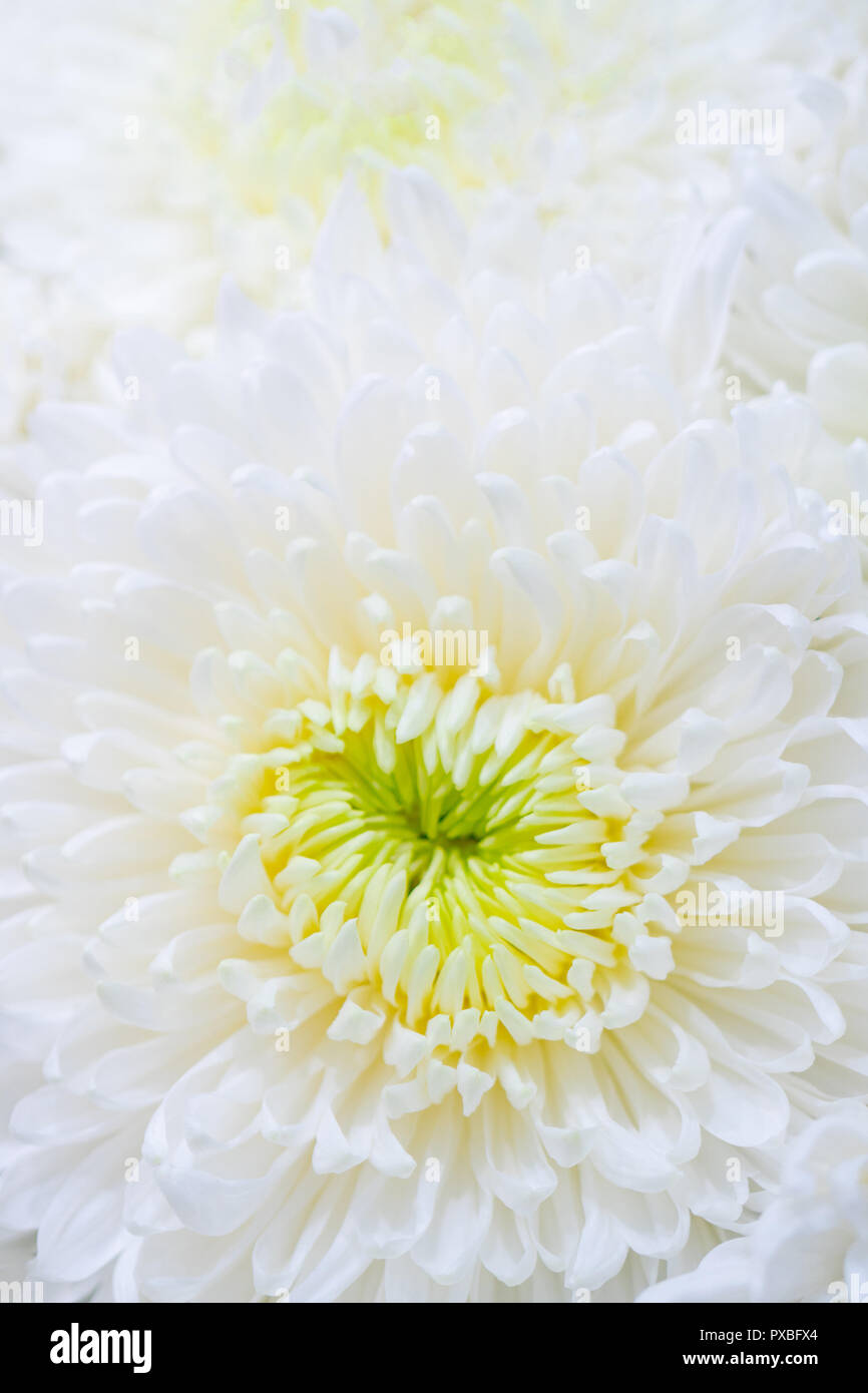 Crisantemi sono piante fiorite del genere crisantemo nella famiglia Asteraceae. Essi sono nativi di Asia e Nord-est Europa. Foto Stock
