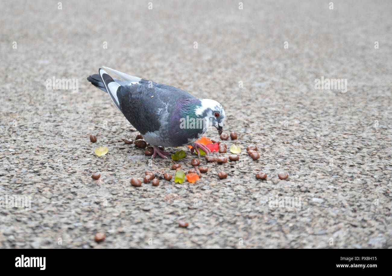 Pigeon mangiando caramelle in Worcester high street, England, Regno Unito Foto Stock