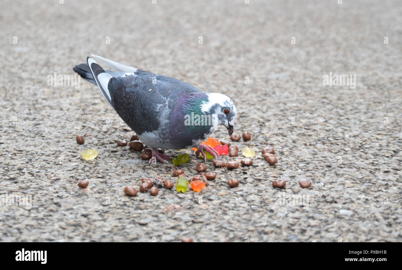 Pigeon mangiando caramelle in Worcester high street, England, Regno Unito Foto Stock