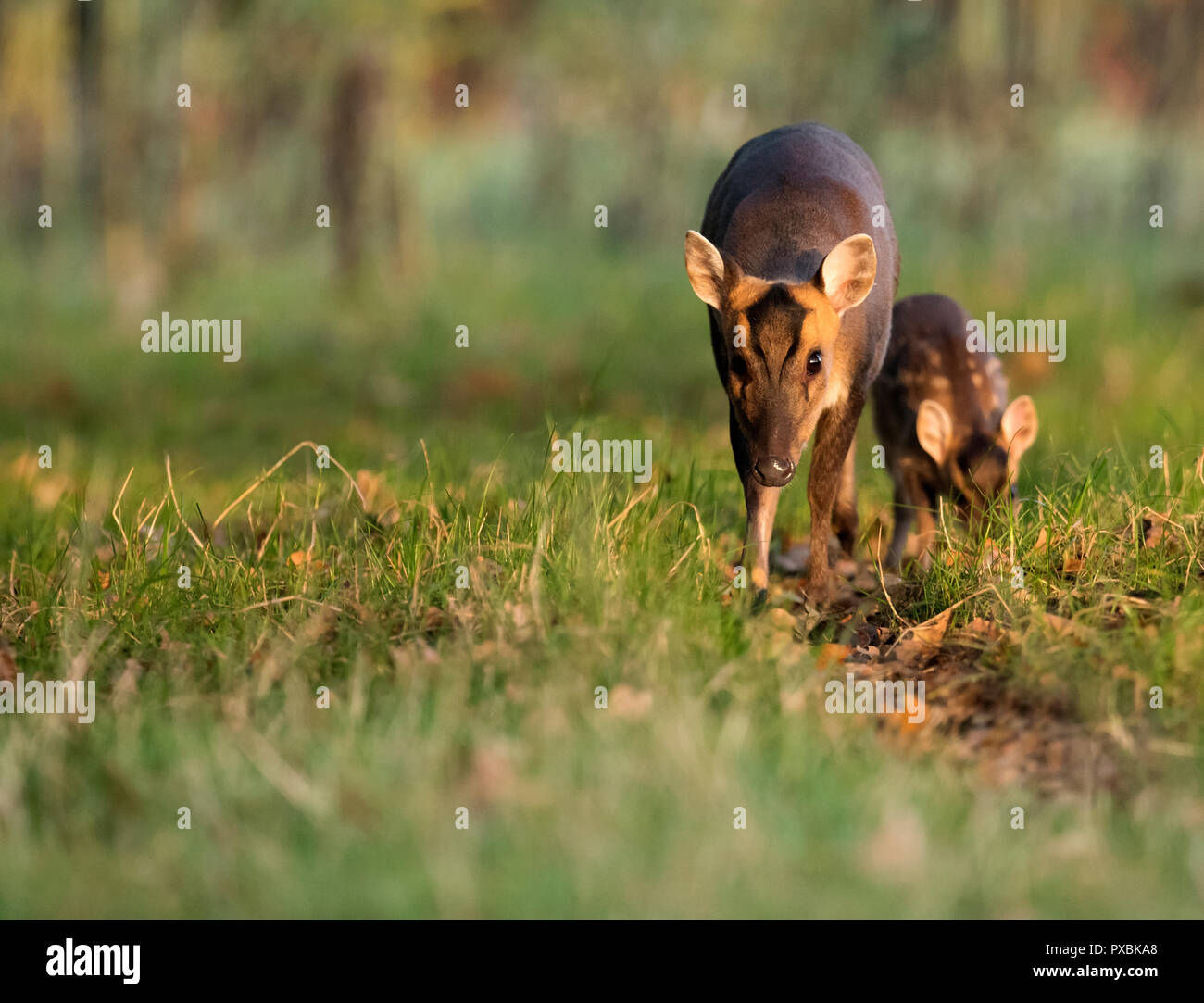 Muntjac deer doe (Muntiacus reevesi) e la giovanissima fulvo sul bordo del Warwickshire bosco poco dopo l'alba Foto Stock