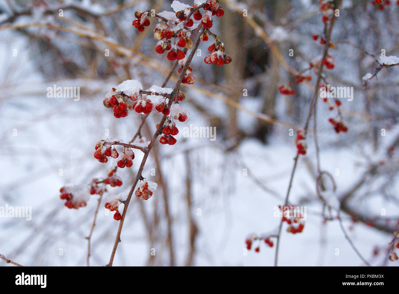 Nevoso inverno bacche rosse sul ramo Foto Stock