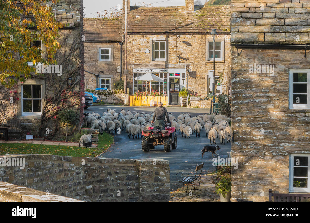 Un agricoltore su di una moto quad accompagnatrici un gregge di pecore attraverso il villaggio rurale di Thwaite, Swaledale, Yorkshire Dales, REGNO UNITO Foto Stock