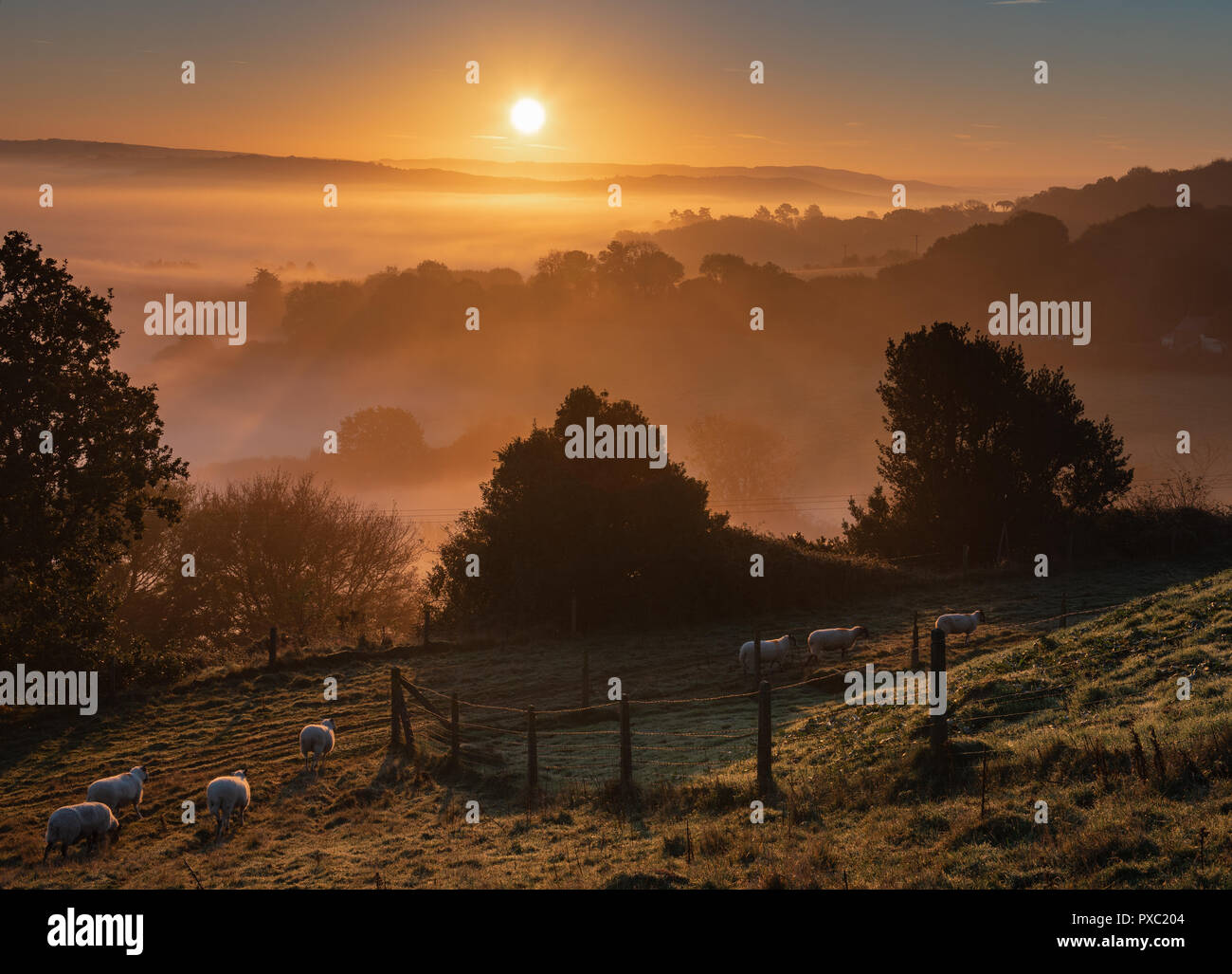 Bridport, Dorset, Regno Unito. Il 21 ottobre 2018. Meteo REGNO UNITO: pecore al sorgere del sole in una nebbiosa mattina autunnale nelle zone rurali del West Dorset. Credito: Celia McMahon/Alamy Live News Foto Stock