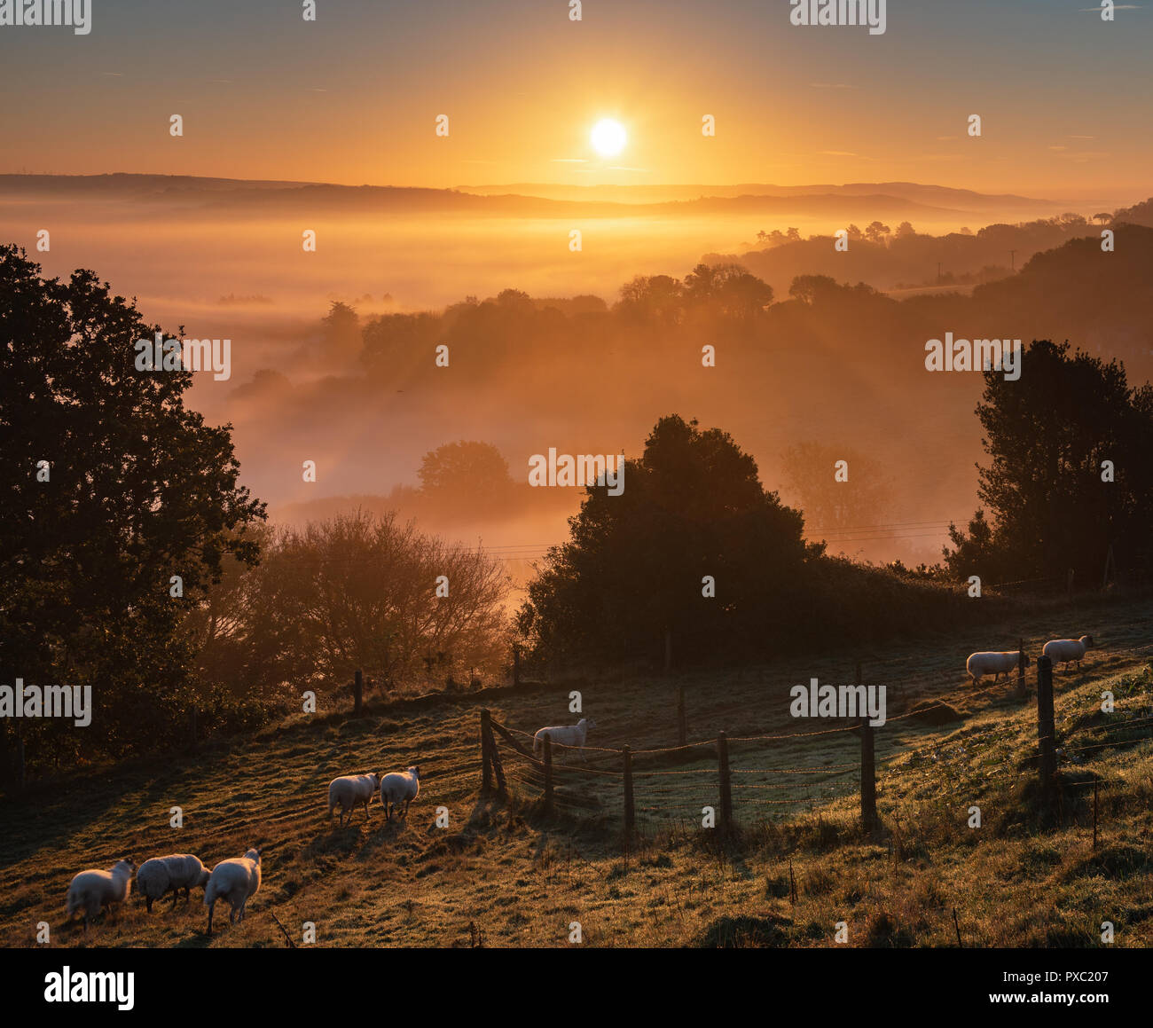 Bridport, Dorset, Regno Unito. Il 21 ottobre 2018. Meteo REGNO UNITO: pecore al sorgere del sole in una nebbiosa mattina autunnale nelle zone rurali del West Dorset. Credito: Celia McMahon/Alamy Live News Foto Stock